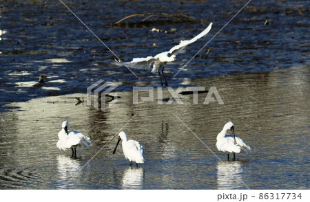 小郡市クロツラヘラサギ 86317734