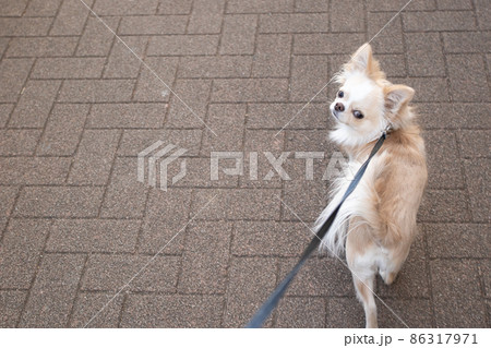白いロングコートチワワを散歩させている飼い主の目線 86317971