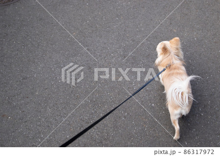 白いロングコートチワワを散歩させている飼い主の目線 86317972
