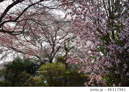 我家からの眺め　2021年春　　＃86 86317981