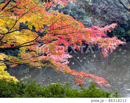 紅葉が見頃の栗林公園（11月下旬） 86318212