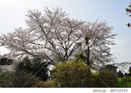 我家からの眺め　2021年春　　＃93 86318305