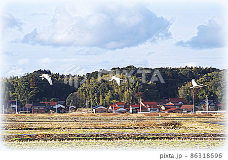 【絵画風】白鳥が飛来する田園の風景 ... 島根県 安来市（晴れ） 86318696