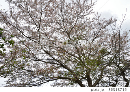 我家からの眺め 2021年春 #113 我家からの眺め 2021年春 #113 86318716