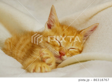 茶トラの子猫　眠る姿 86318767