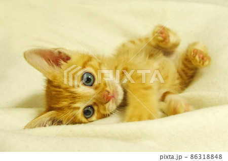 子猫 茶トラ 寝転がってリラックス 子猫 茶トラ 寝転がってリラックス 86318848