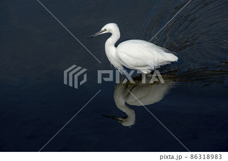 小魚を探して川の中を歩くコサギ 小魚を探して川の中を歩くコサギ 86318983