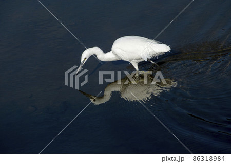 小魚を探して川の中を歩くコサギ 小魚を探して川の中を歩くコサギ 86318984