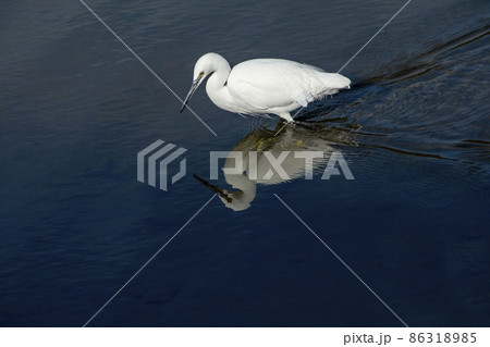 小魚を探して川の中を歩くコサギ 小魚を探して川の中を歩くコサギ 86318985