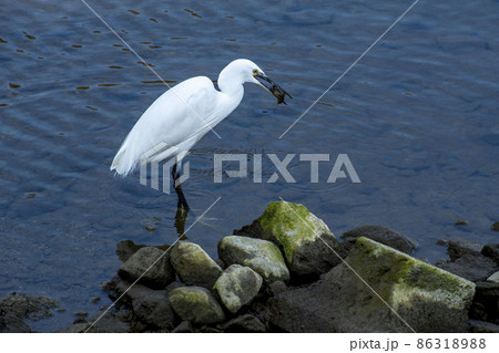 小魚をくわえたコサギ 86318988