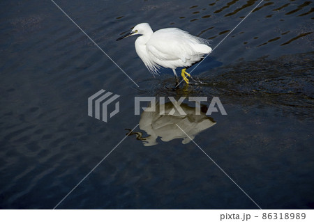 小魚を探して川の中を歩くコサギ 小魚を探して川の中を歩くコサギ 86318989