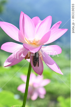 極楽のハスの花びらに羽を休めるセミ 極楽のハスの花びらに羽を休めるセミ 86319093