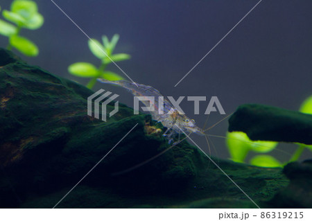 流木の上のミナミヌマエビ 86319215
