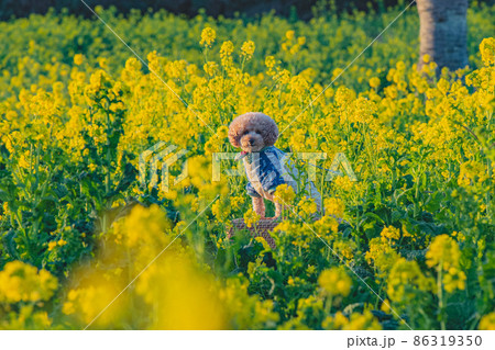 犬と菜の花畑 86319350