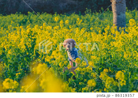 犬と菜の花畑 犬と菜の花畑 86319357