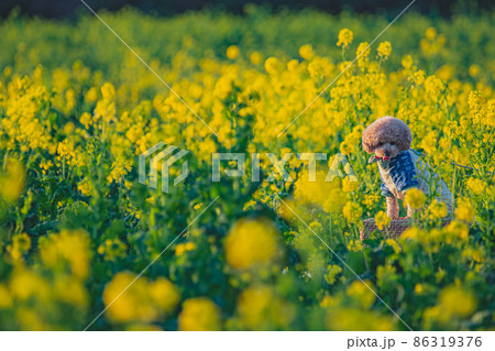 犬と菜の花畑 犬と菜の花畑 86319376
