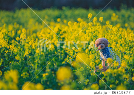 犬と菜の花畑 犬と菜の花畑 86319377