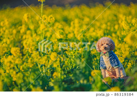 犬と菜の花畑 86319384