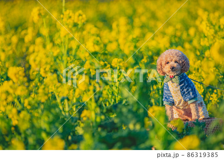 犬と菜の花畑 86319385