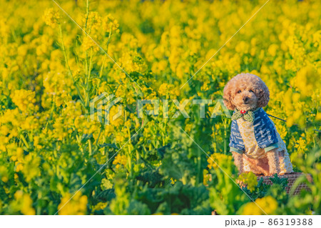 犬と菜の花畑 犬と菜の花畑 86319388