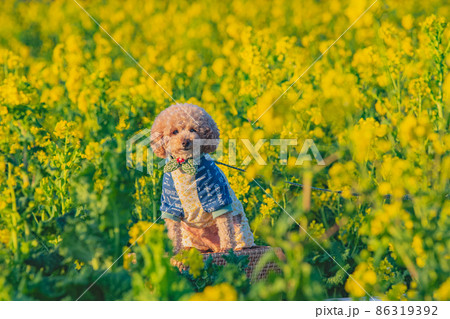 犬と菜の花畑 犬と菜の花畑 86319392