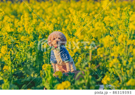 犬と菜の花畑 86319393