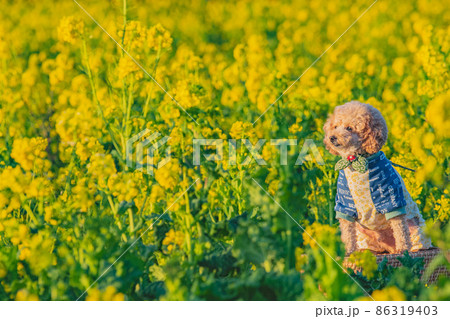 犬と菜の花畑 86319403