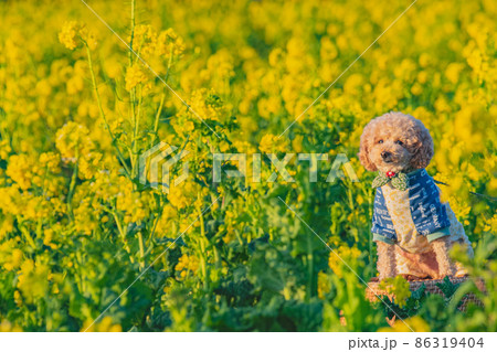 犬と菜の花畑 86319404