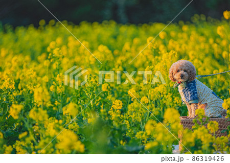 犬と菜の花畑 86319426