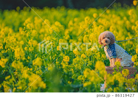犬と菜の花畑 86319427