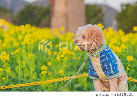 犬と菜の花畑 86319626