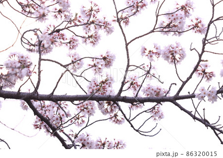 多摩市宝野公園　桜 86320015