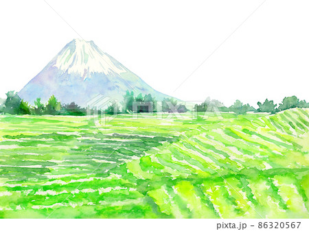 水彩で描いた富士山と茶畑の風景イラスト 86320567