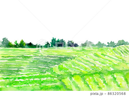 水彩でかいた茶畑の風景イラスト 86320568