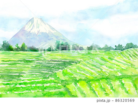 水彩で描いた富士山と茶畑の風景イラスト 86320569