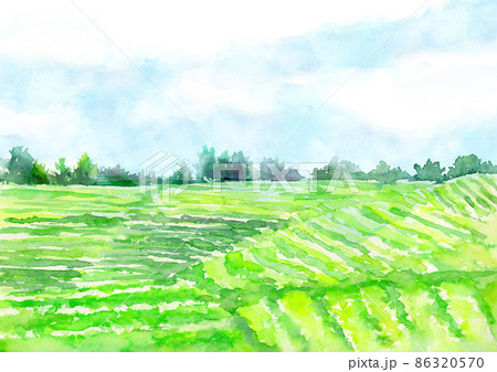 水彩でかいた茶畑の風景イラスト 86320570