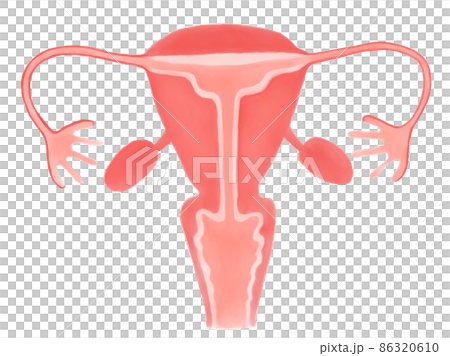 Types of uterine morphology (Class U1 mild atypical uterus) 86320610