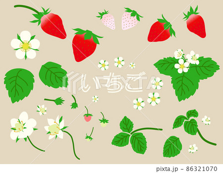 いちご 花 葉っぱ セット いちご 花 葉っぱ セット 86321070