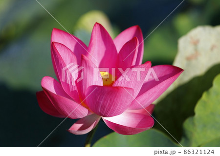 台湾 睡蓮 スイレン 86321124