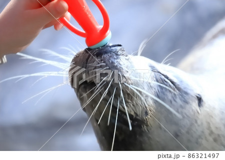しながわ水族館 ラッパを鳴らすゴマフアザラシ しながわ水族館 ラッパを鳴らすゴマフアザラシ 86321497