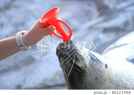 しながわ水族館 ラッパを鳴らすゴマフアザラシ しながわ水族館 ラッパを鳴らすゴマフアザラシ 86321498