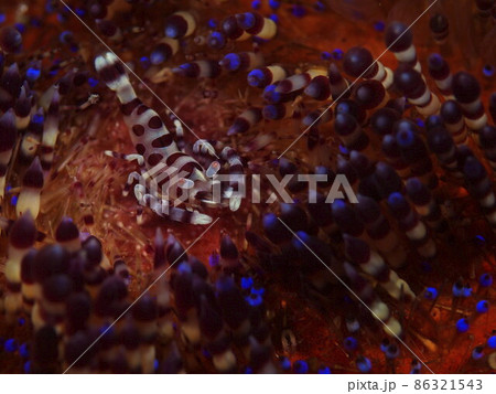 コールマンズシュリンプ 86321543