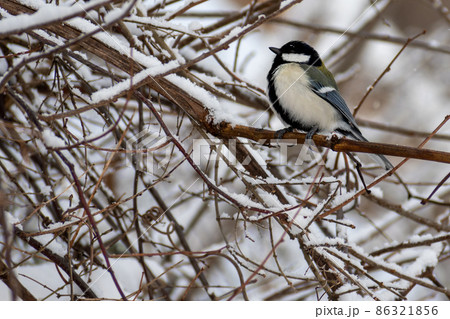 シジュウカラ_四十雀_野鳥 シジュウカラ_四十雀_野鳥 86321856
