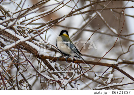 シジュウカラ_四十雀_野鳥 シジュウカラ_四十雀_野鳥 86321857