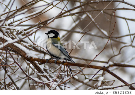 シジュウカラ_四十雀_野鳥 シジュウカラ_四十雀_野鳥 86321858