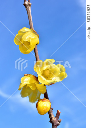 ロウバイ　蠟梅　立春イメージ　早春イメージ　和風イメージ風景 86321923