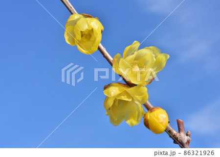ロウバイ　蠟梅　立春イメージ　早春イメージ　和風イメージ風景 86321926