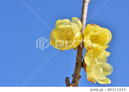 ロウバイ 蠟梅 立春イメージ 早春イメージ 和風イメージ風景 ロウバイ 蠟梅 立春イメージ 早春イメージ 和風イメージ風景 86321934
