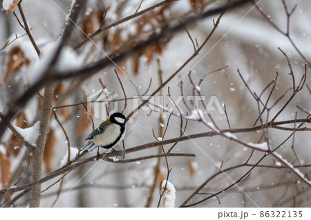シジュウカラ_四十雀_野鳥 シジュウカラ_四十雀_野鳥 86322135