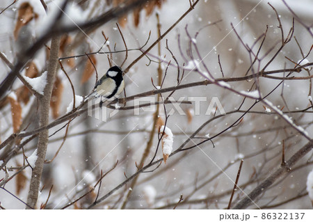 シジュウカラ＿四十雀＿野鳥 86322137